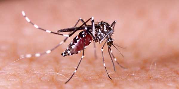 Mosquito borne illness