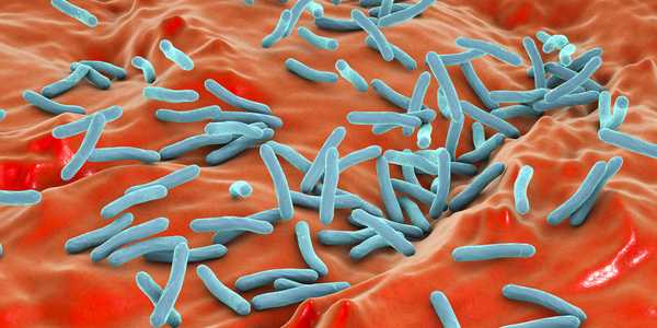 Tuberculosis Mycobacteria and Drug Resistance