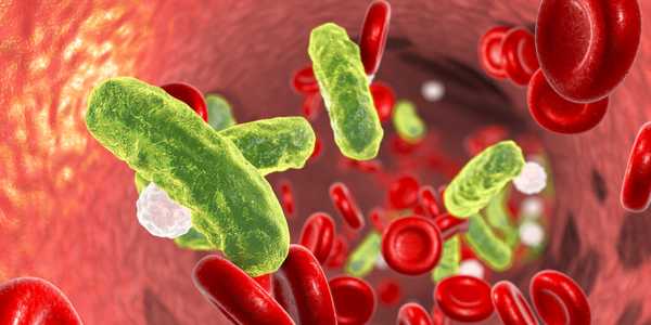 Probiotic May Stop Staph Bacteria