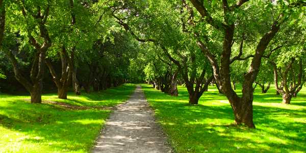 Greenness Around Homes Linked To Lower Mortality